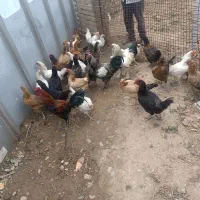 مرغ و خروس محلی .برهما