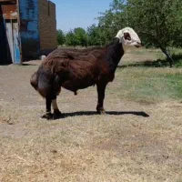 قوچ بی گوش اصل