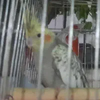 عروس هلندی