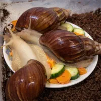 حلزون آچاتینا