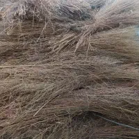 جارو شهرداری