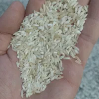 برنج هاشمی اقتصادی