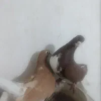 چپ راست ساده شیرازی