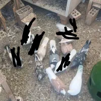 کفتر ارزنده