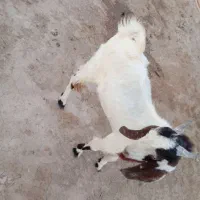 ترشت 3عدد چاق  گوشتی