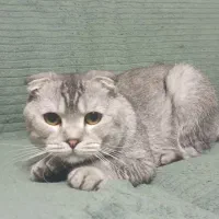 گربه نر اسکاتیش سیلور جهت جفتگیری