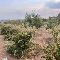 باغ-یاقوت-آباد
