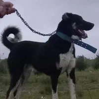 خیلی ممنون از برنامه‌ی خوب دیوار