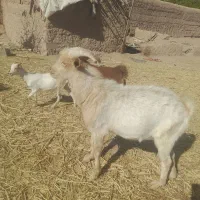 نری  سانن  معامله با میش بز  بره