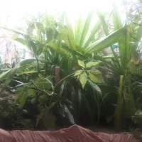 فروش ۲۰عدد گل و گلدان|گل و گیاه طبیعی|مهریز, |دیوار