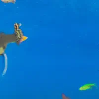 ماهی|ماهی|رباط‌کریم, انجم آباد|دیوار