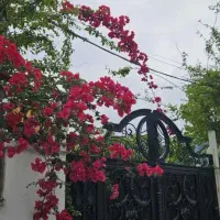 ویلا 930متری جنگلی استخر دار نمک آبرود هچیرود
