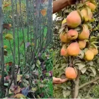 نهالستان الوین تولید کننده انواع نهال|خدمات باغبانی و درختکاری|شهر بابک, |دیوار