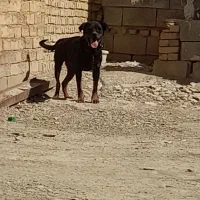 ماده رتوایلر ۱ساله