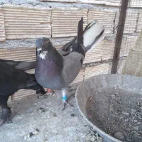 کبوتر اصفهانی
