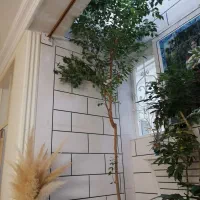 فروش گل بنجامین