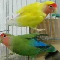 ۵ عدد برزیلی