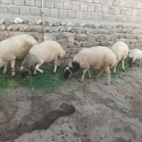 بره نر