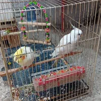 درهندیجان