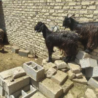 بیست عدد بز ومیش بفروش میرسد