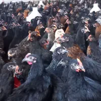 فروش عمده جوجه گلپایگانی،مرغ خروس تاقچه مشکی جهادی|حیوانات مزرعه|مشهد, شترک|دیوار