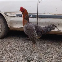 خروس‌و‌مرغ‌لاری‌اصل‌