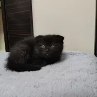 گربه اسکاتیش مو بلند|گربه|تبریز, |دیوار