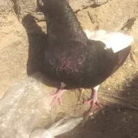 کبوتر|پرنده|بهبهان, |دیوار