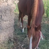 اسب زیبا چهار قلم و پیشونی سفید|اسب و تجهیزات اسب‌سواری|بندر ماهشهر, |دیوار