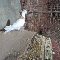 طوقی نر گرفتنی