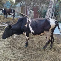 گاو به همراه گوساله|حیوانات مزرعه|آستانه اشرفیه, |دیوار