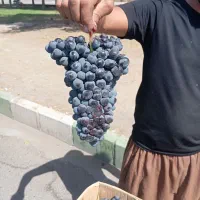انگور شانی سردشت