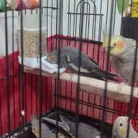 عروس هلندی