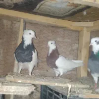 سه تا کفتر طوقی جفتگاهی هم پرش