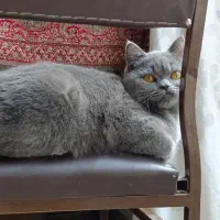 گربه بریتیش طوسی تیره