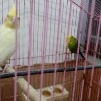 عروس هلندی ومرغ عشق|پرنده|سبزوار, جهاد کشاورزی|دیوار