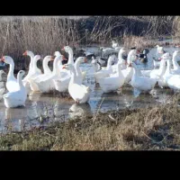 قو غاز نر  معاوضه با قوعاز ماده دوتا ماده با یک نر