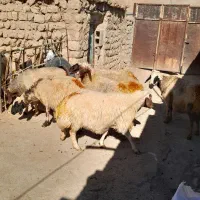 ۱۰عدد گوسفند شک شیره دار پستان کرده سنگین|حیوانات مزرعه|کارزان, |دیوار