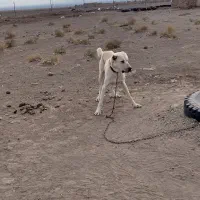 سگ سفید گله دروشت سبزوار|سگ|سبزوار, جهاد کشاورزی|دیوار