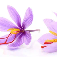 زعفران سرگل