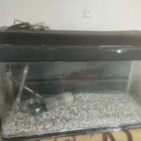 اکواریوم|ماهی|اشتهارد, |دیوار