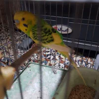 مرغ عشق دستی رام