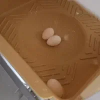 طوطی برزیلی مولد|پرنده|کرمانشاه, |دیوار