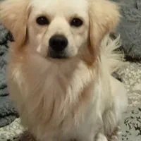 سگ اشپیتز نر|سگ|چمستان, |دیوار