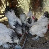 تخم نطفه دار برهما لایت