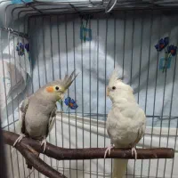 جفت عروس هلندی بالغ درحال سخنگو