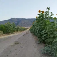 زمین کارزان