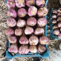 سیر تازه نوبر شهداد کرمان .بسته بندی شیراز