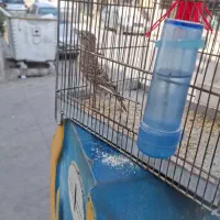 قناری نر جوجه امسال