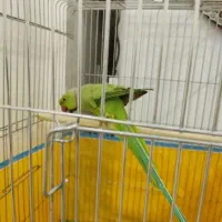 ملنگو نر|پرنده|خرم‌آباد, |دیوار